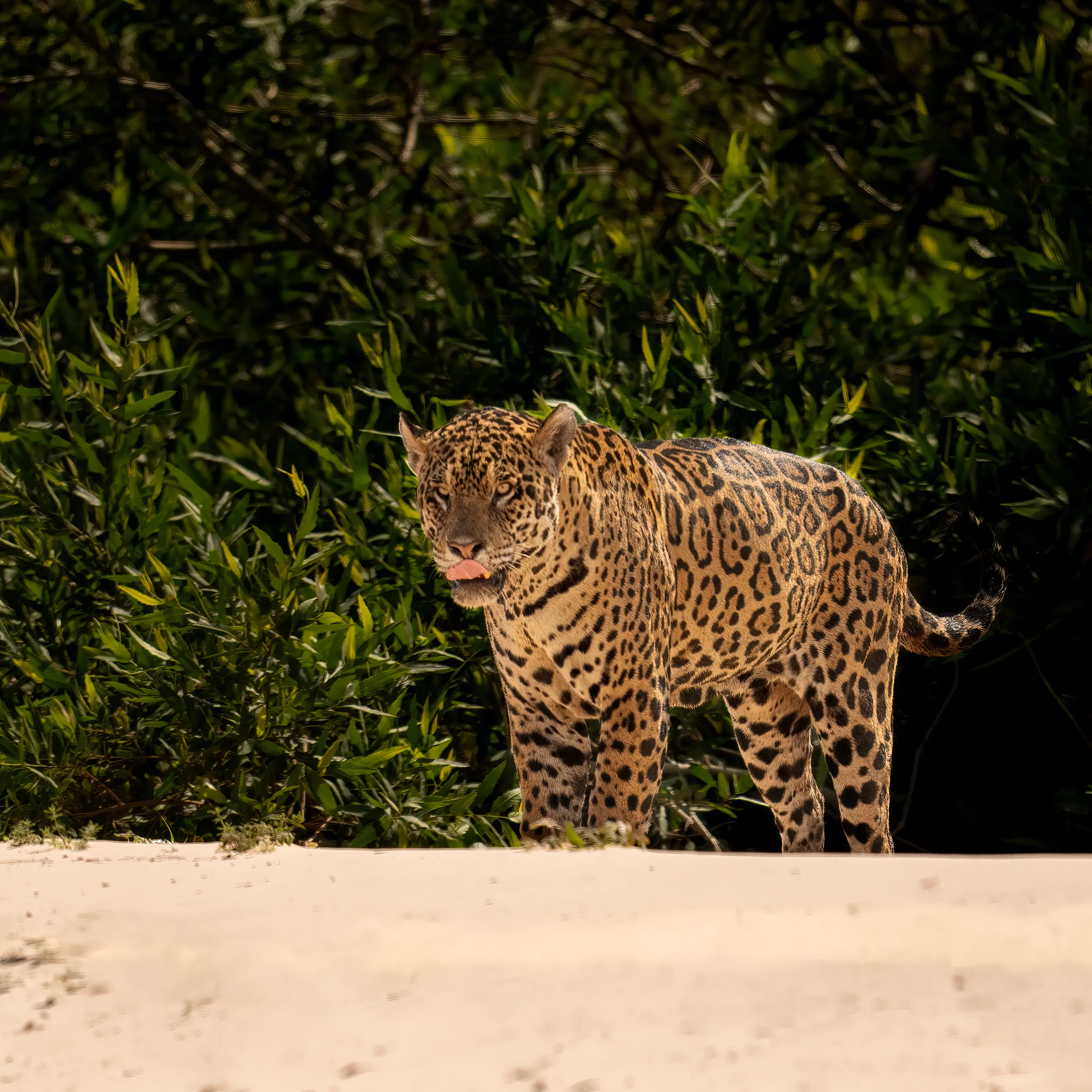Pantanal Jaguar Expedition gallery image 21